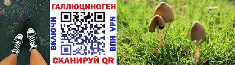 Купить где  Реж  Галлюциногенные грибы Psilocybine cubensis 